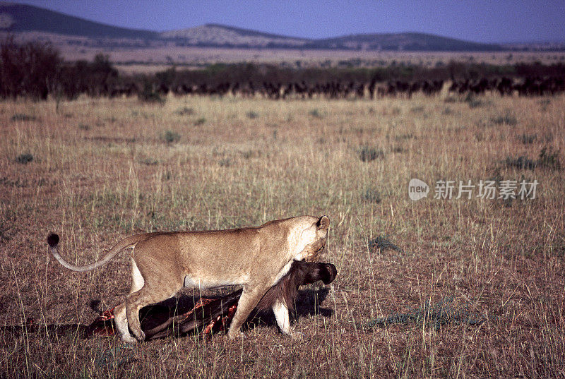 Young Lion with prey